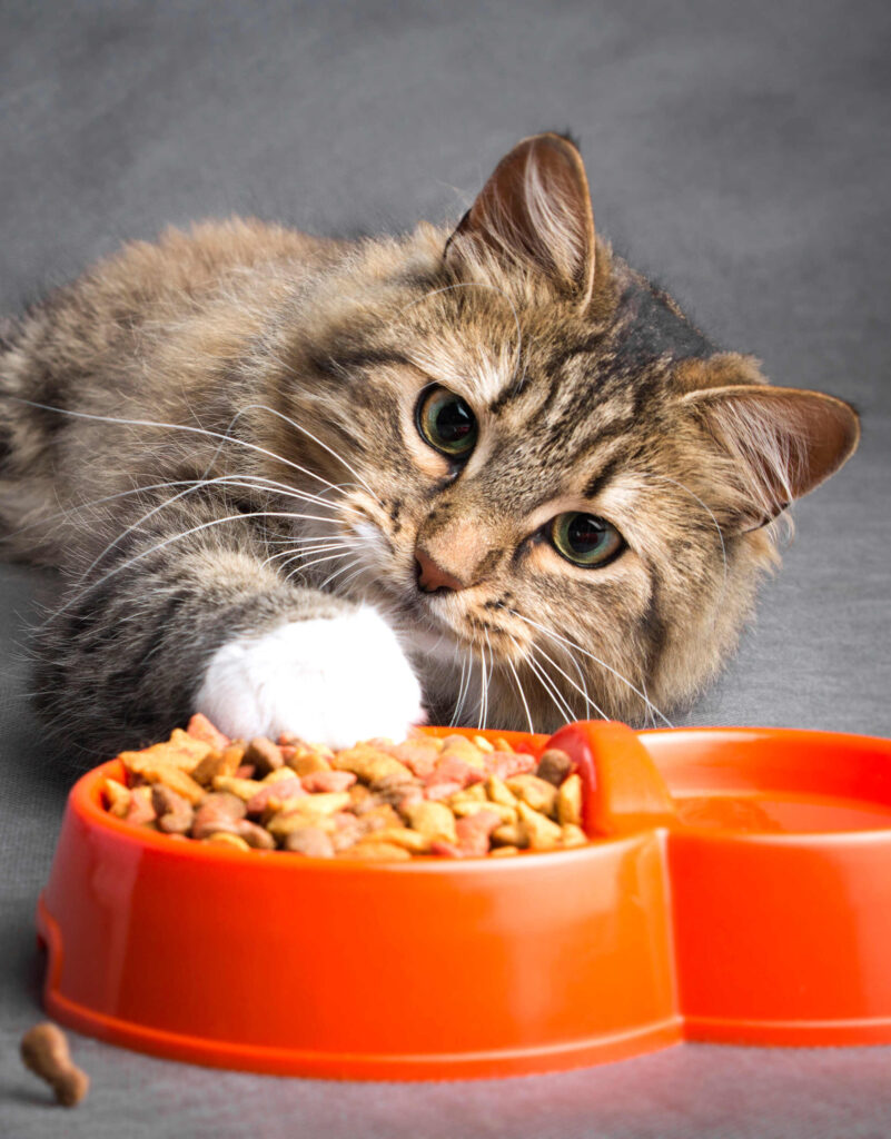 pury end cattery: information page 10a