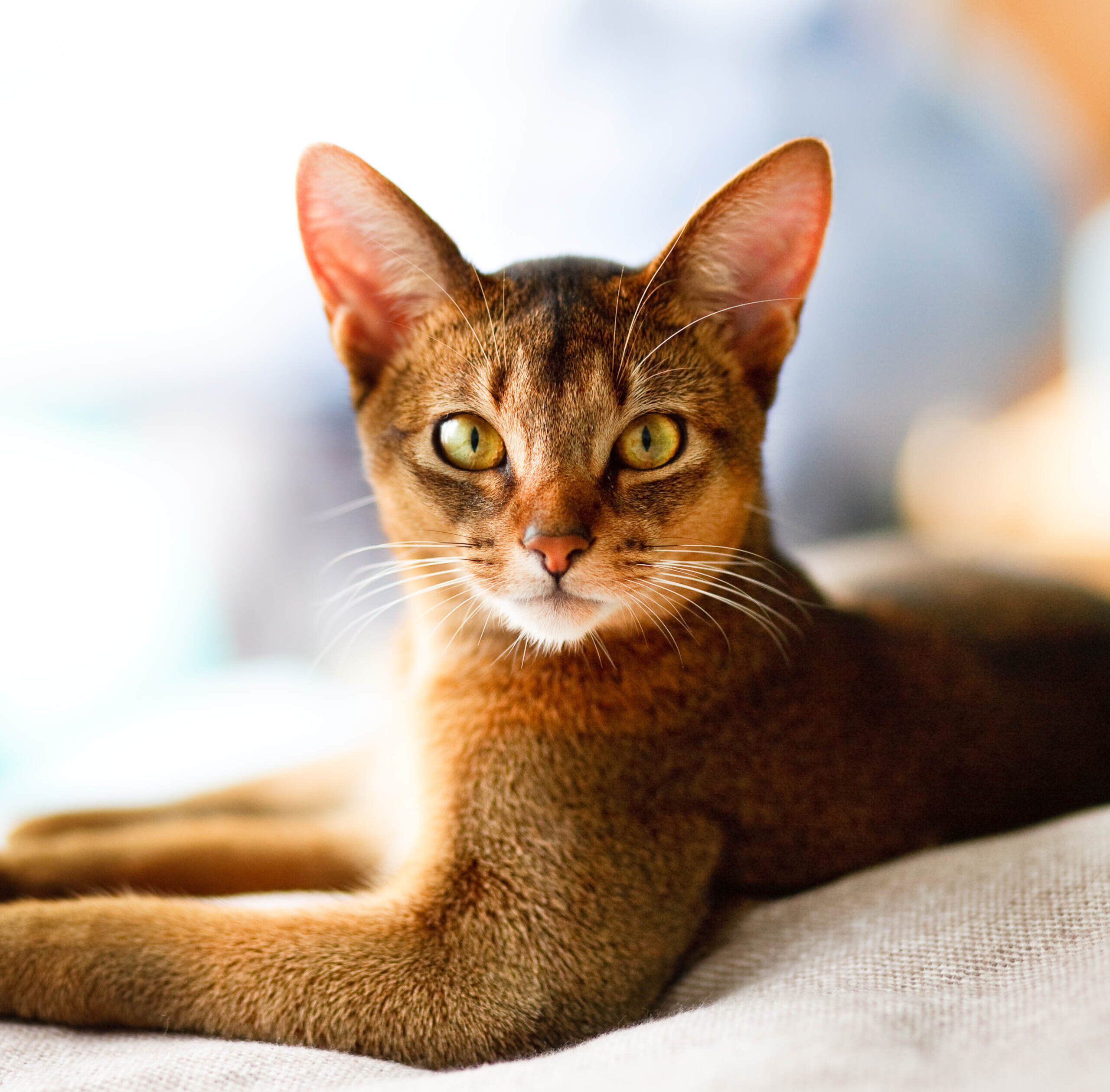 pury end cattery infromateion page