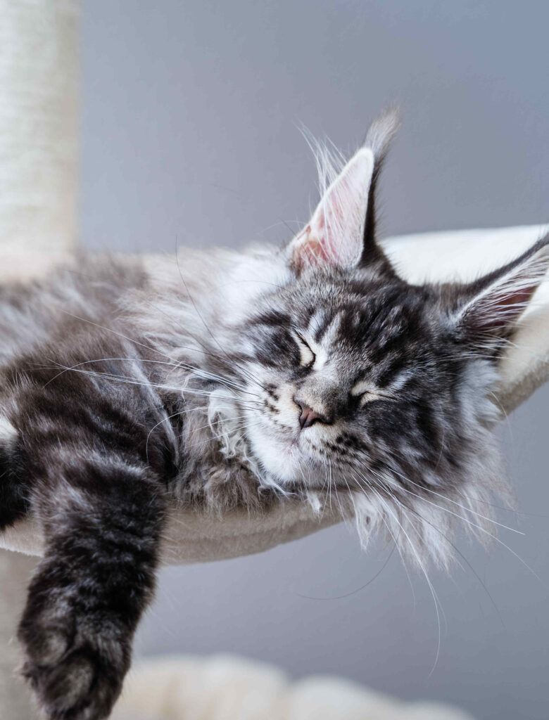 pury end cattery: information page 23